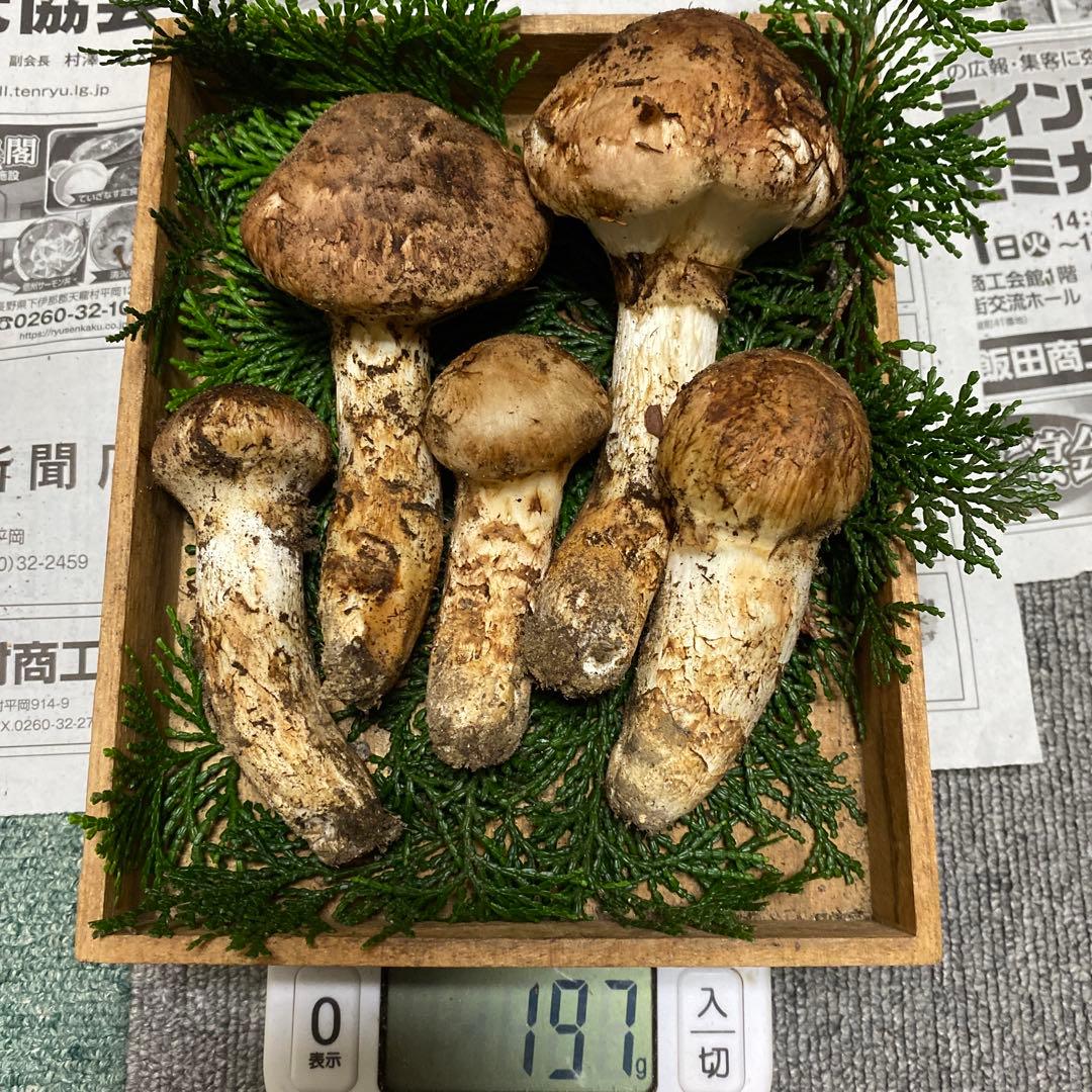 ⑦南信州豊丘産 松茸198ｇ