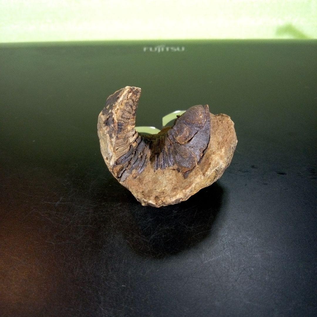 三葉虫　化石　ボリビア産　南アメリカ　trilobite　Bolivia三葉虫⑥