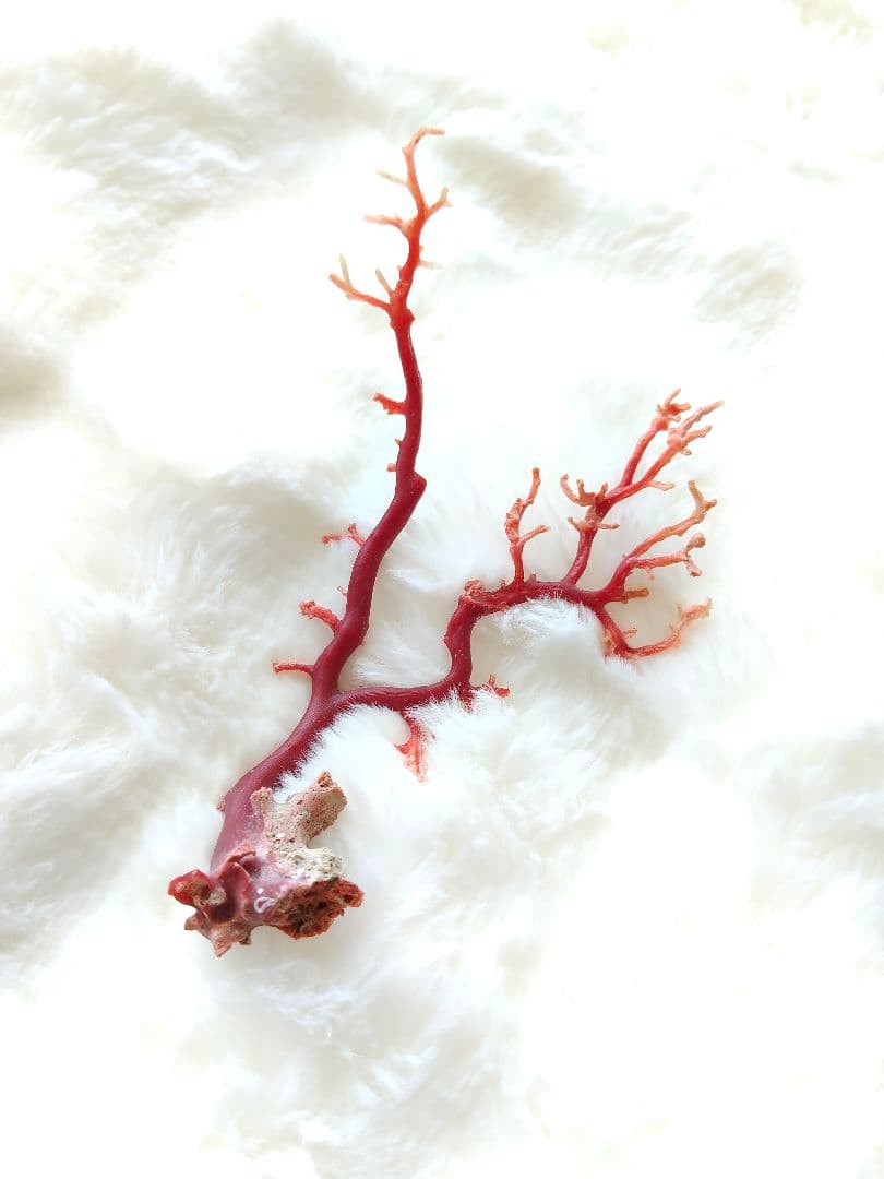 珊瑚　さんご　ヴィンテージ　アンティーク　レトロ　日本　高知県産　土佐沖　原木