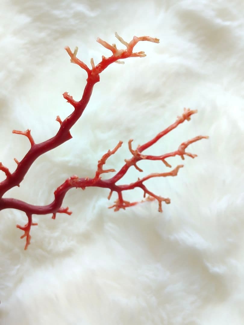 珊瑚　さんご　ヴィンテージ　アンティーク　レトロ　日本　高知県産　土佐沖　原木