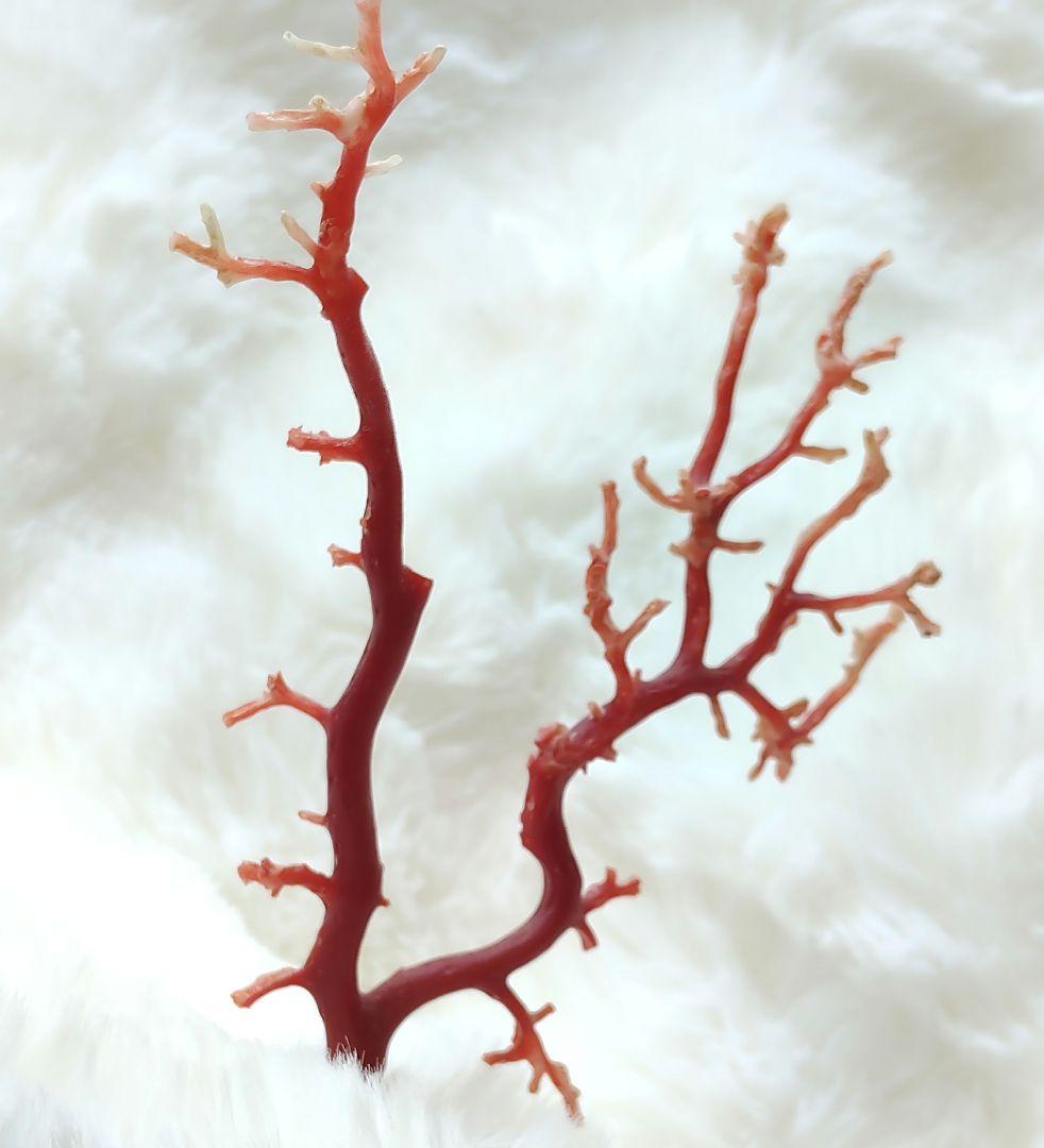 珊瑚　さんご　ヴィンテージ　アンティーク　レトロ　日本　高知県産　土佐沖　原木