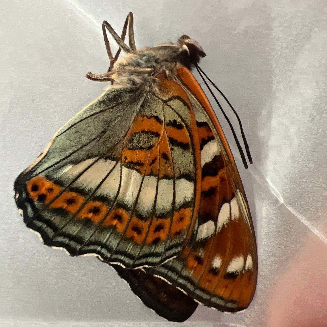 オオイチモンジチョウ　モンゴル産10頭セット売り