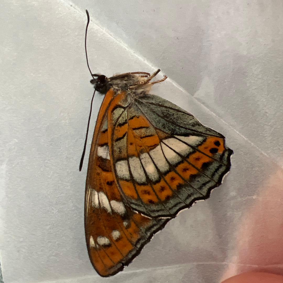 オオイチモンジチョウ　モンゴル産10頭セット売り