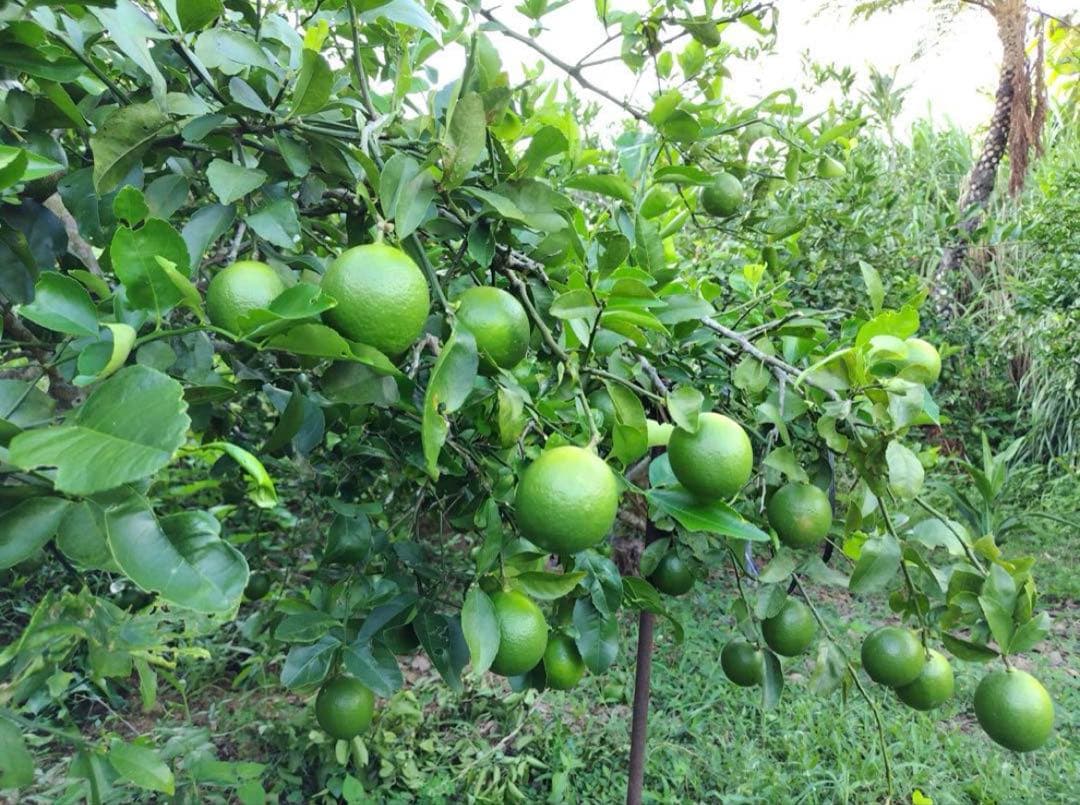 石垣島産　完全無農薬マイヤーレモン１０キロ