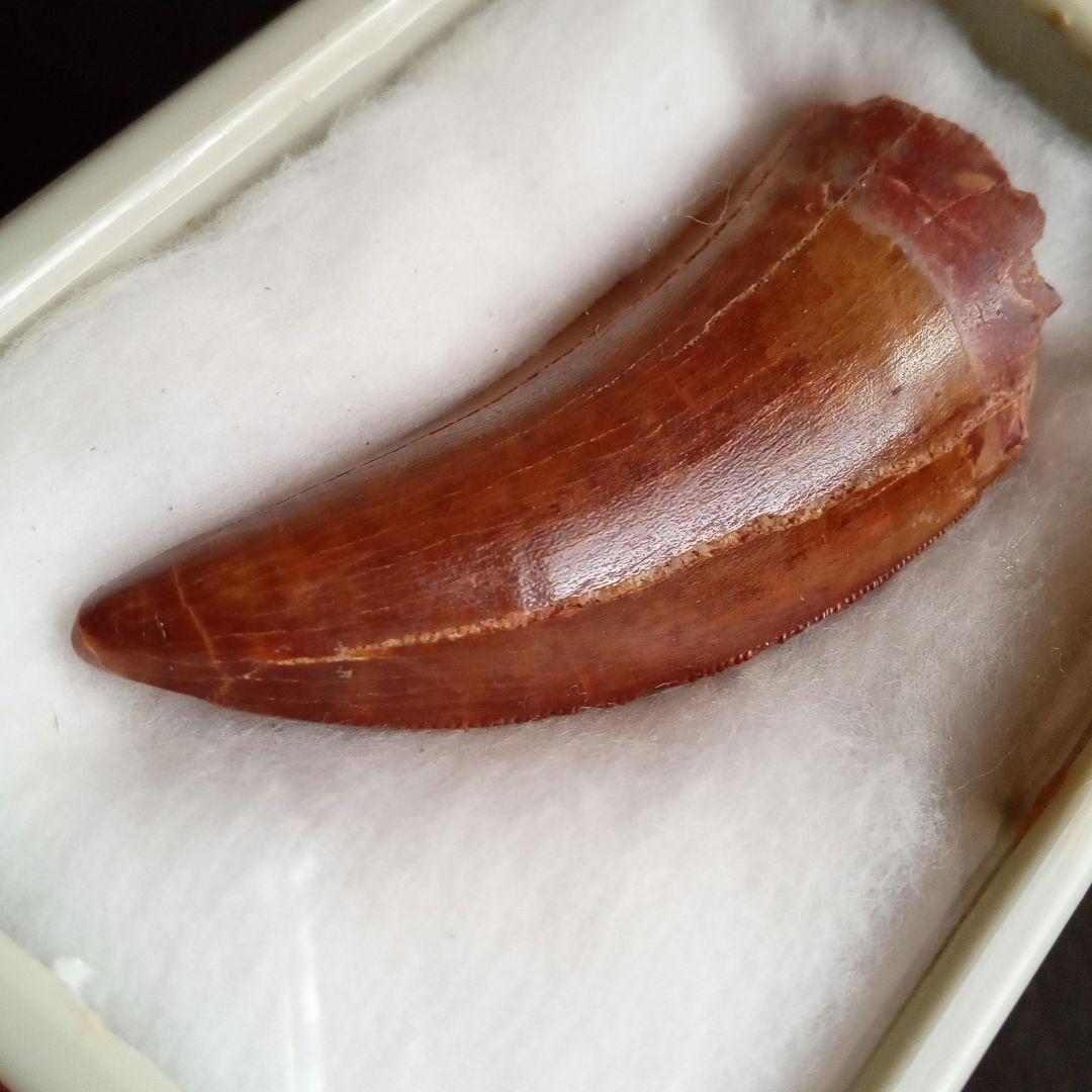歯化石　恐竜　アフリカ獣脚類　極美麗　高品質標本