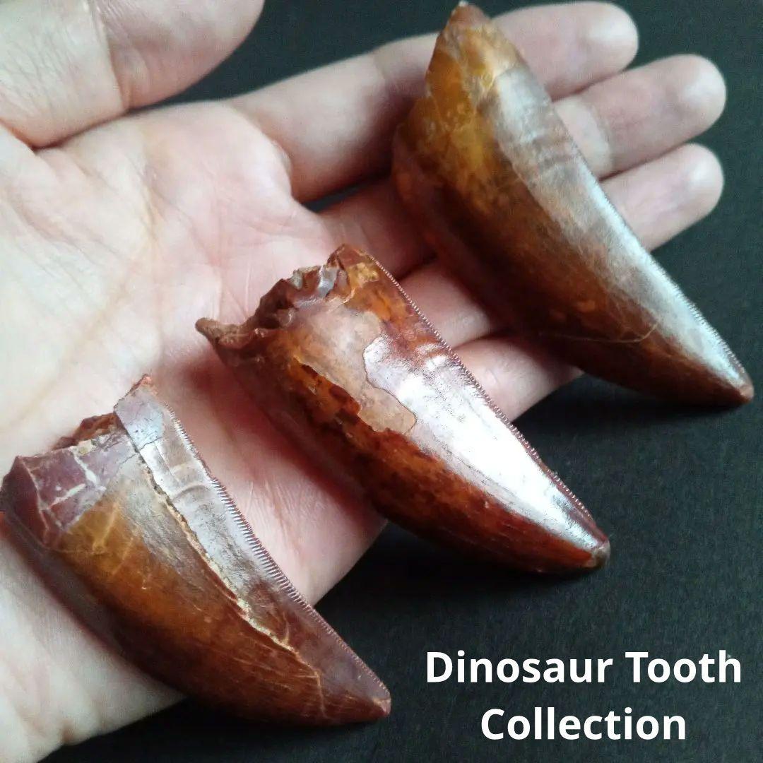 歯化石　恐竜　アフリカ獣脚類　極美麗　高品質標本