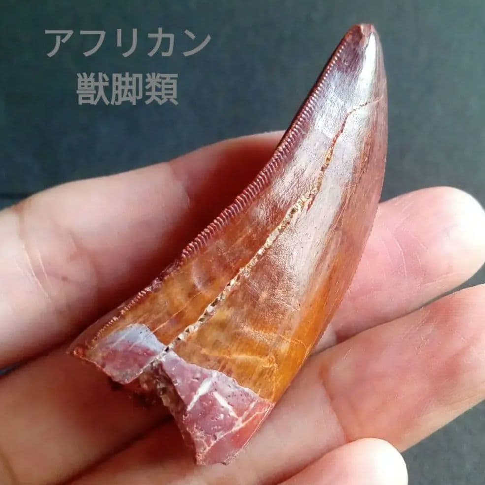 歯化石　恐竜　アフリカ獣脚類　極美麗　高品質標本