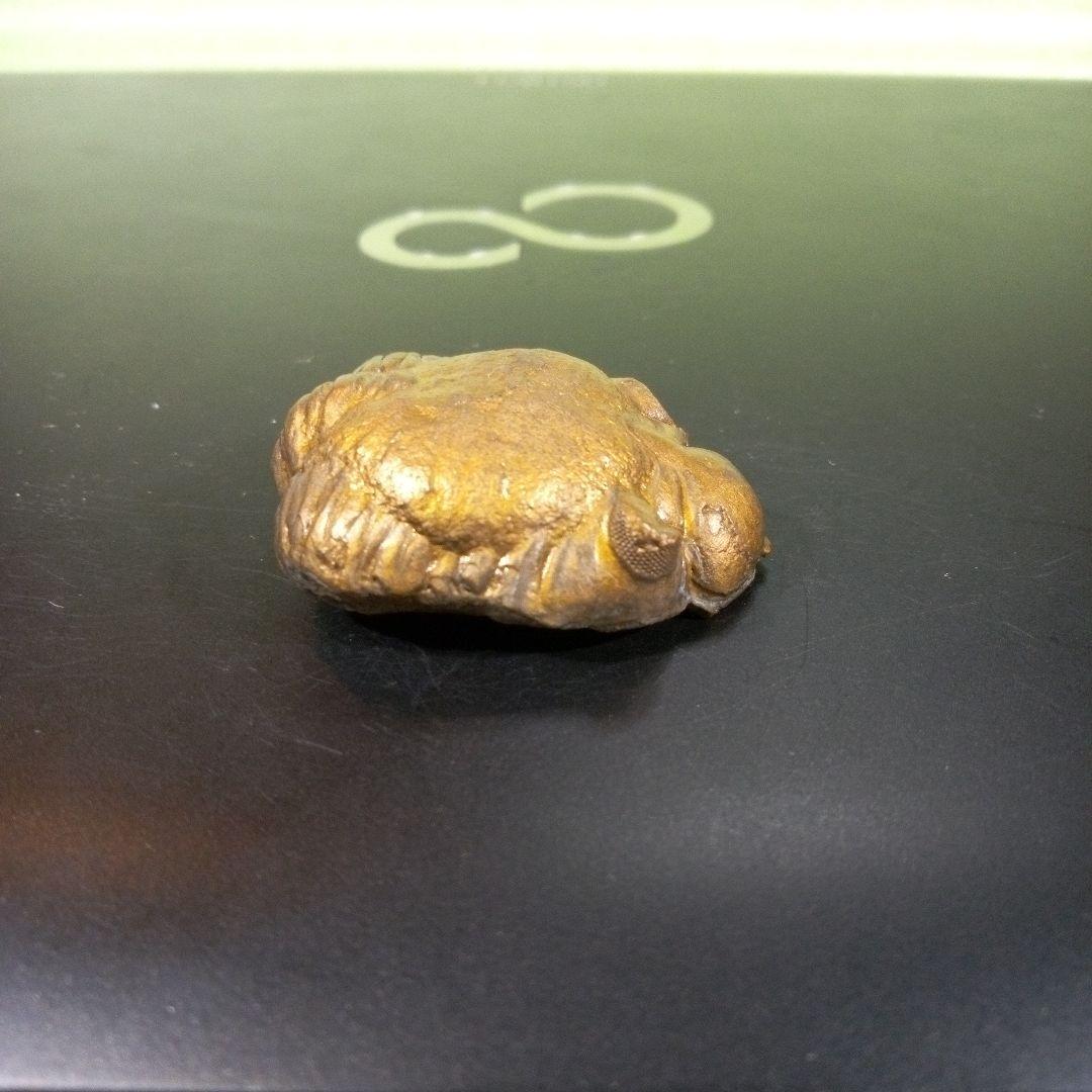 三葉虫　化石　fossil　ボリビア産　レア　Fossil管理②