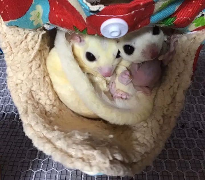 モモンガハウス（迷彩柄・ピンク）秋・春仕様  1900円