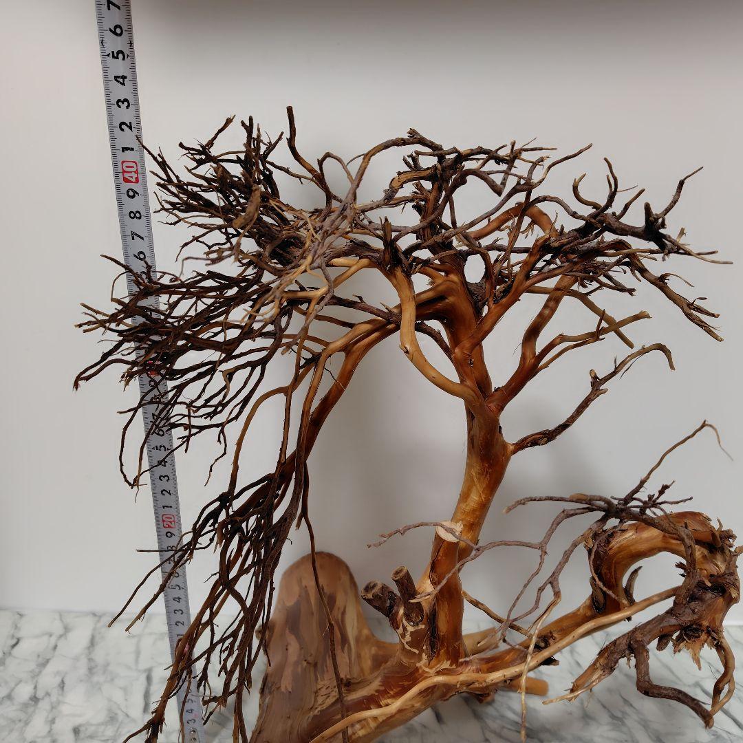 アク抜き済み流木【17】セール