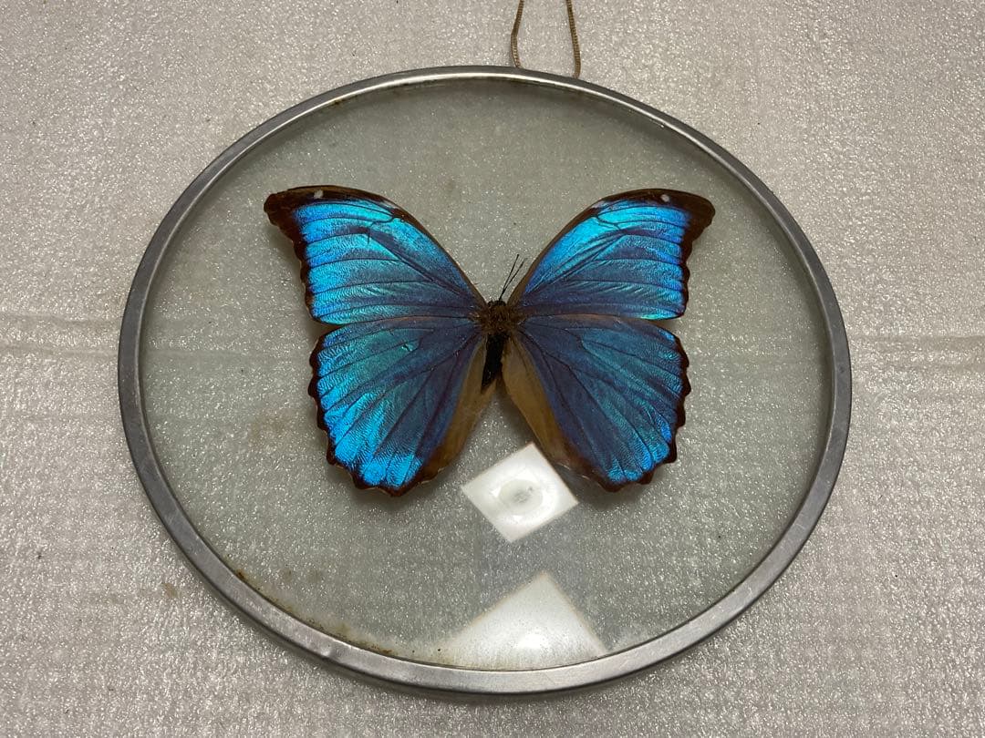 モルフォ蝶の標本盾／ブラジルのお土産。【ガラス製　MADE IN BRAZL】。
