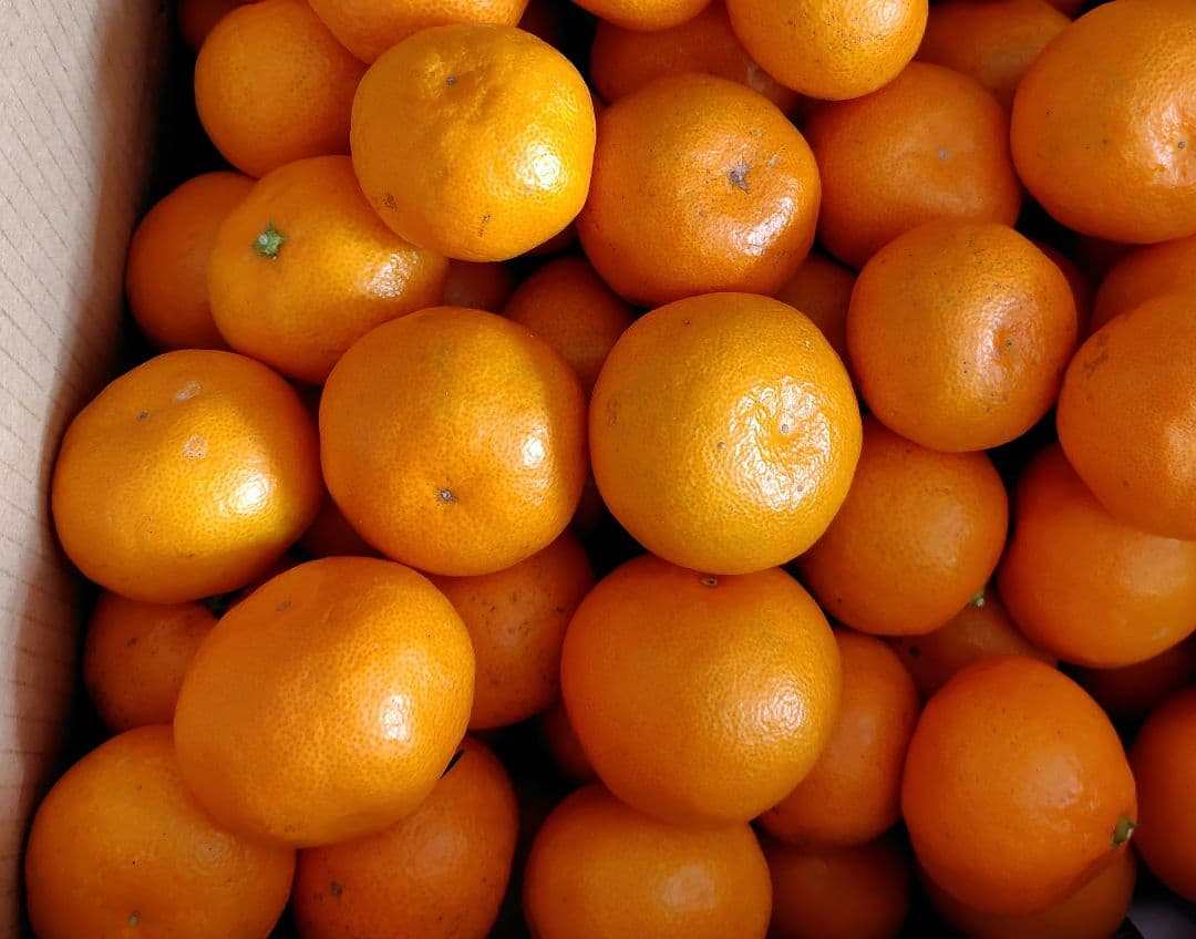 ♡ぷくこです♡