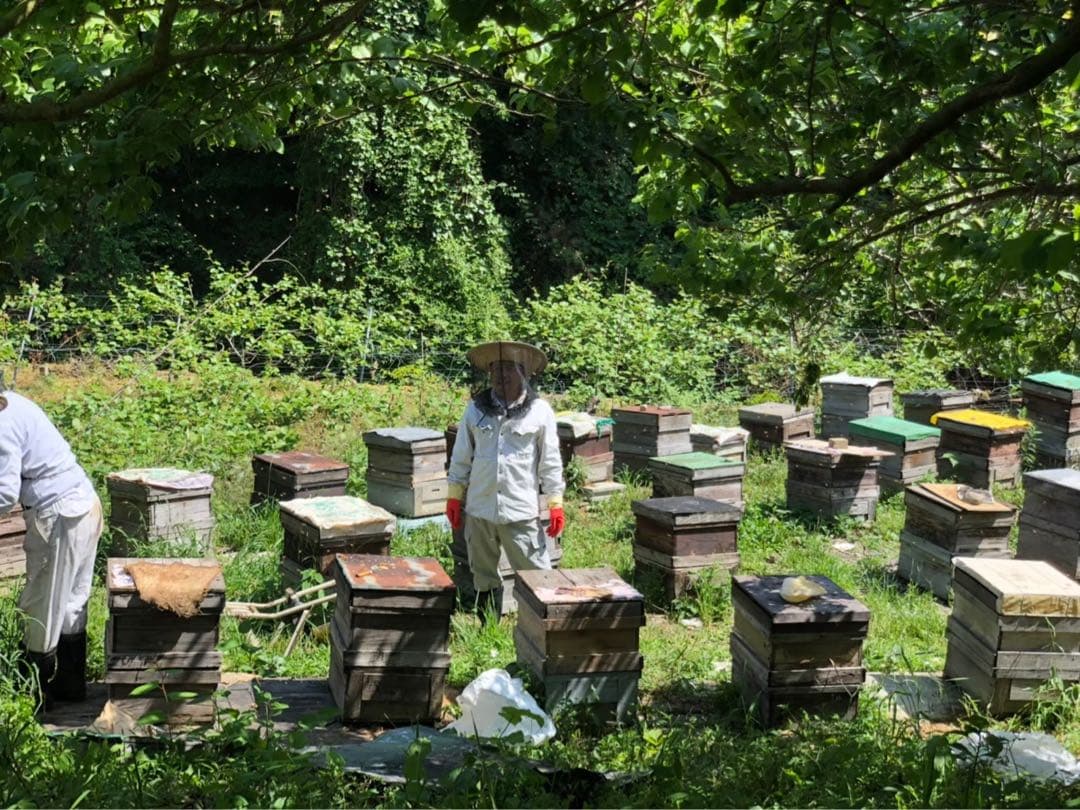 令和7年産　国産百花蜜はちみつ　２.4k ２本　愛媛産