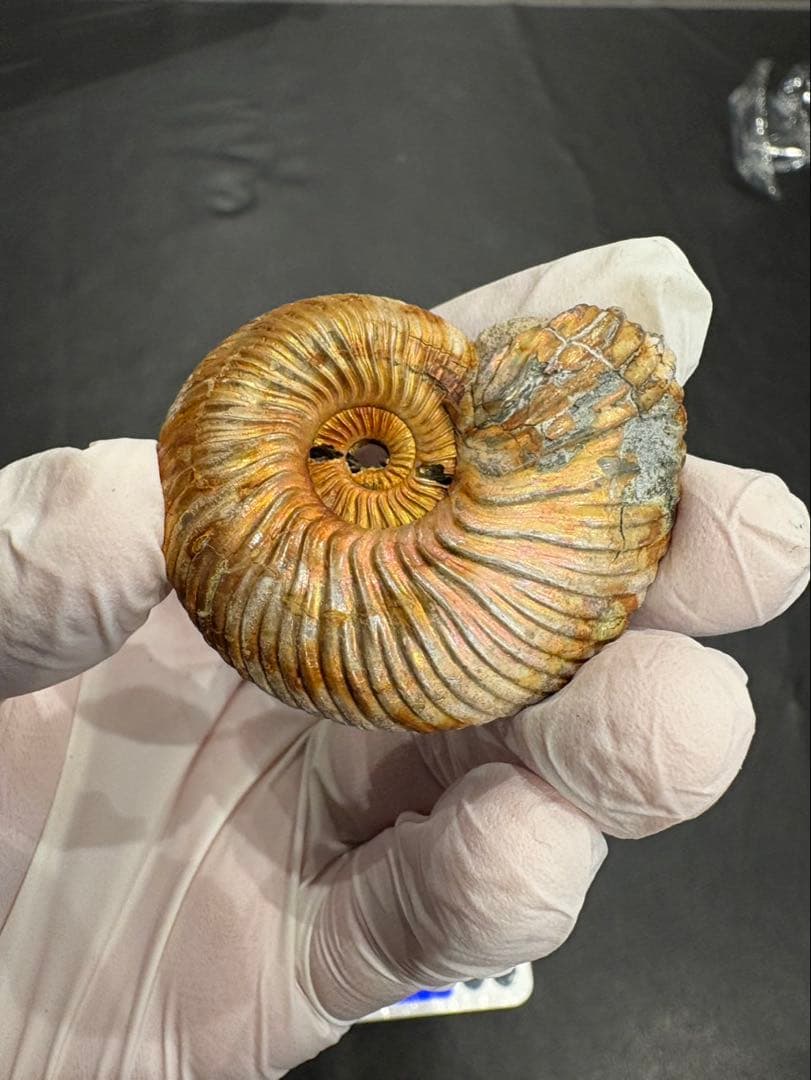 化石　クエンステッドセラス　アンモナイト　まとめ9つ