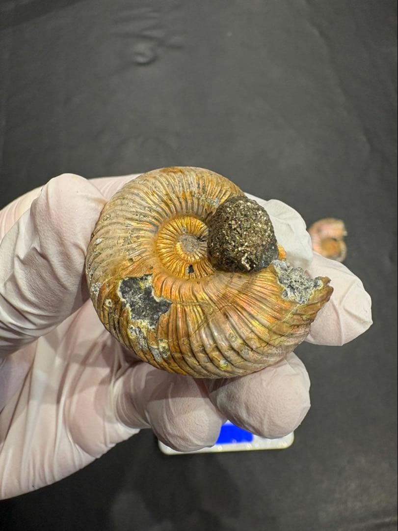 化石　クエンステッドセラス　アンモナイト　まとめ9つ