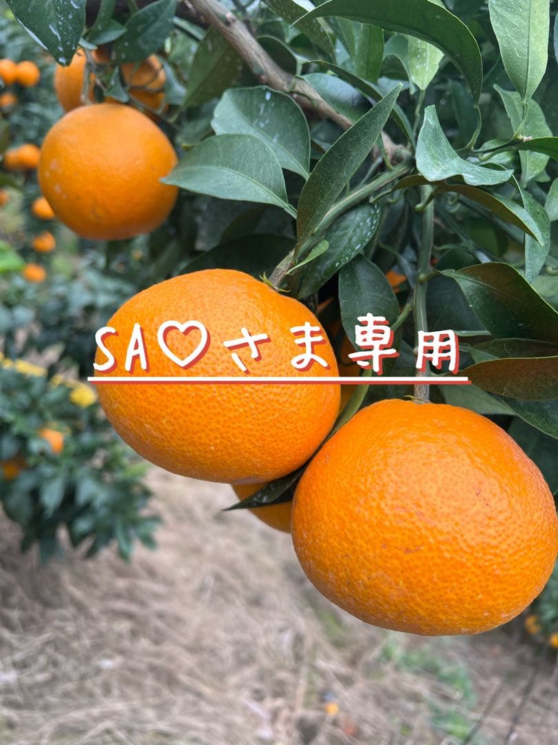 SA♡さま専用　愛媛県産まどんな