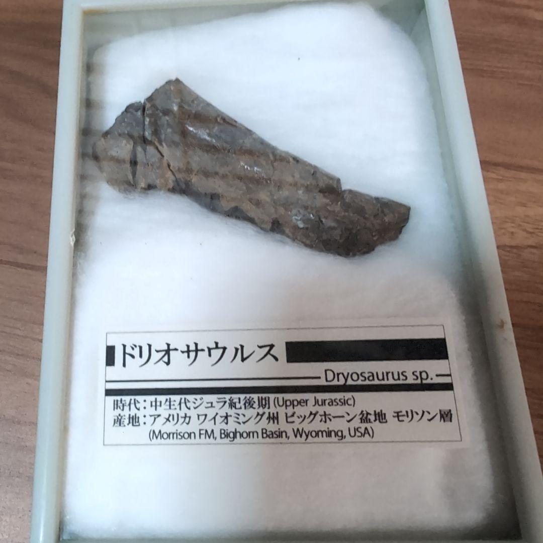 本物　恐竜　ドリオサウルスの肋骨化石　ワイオミング　ラベルケース付き