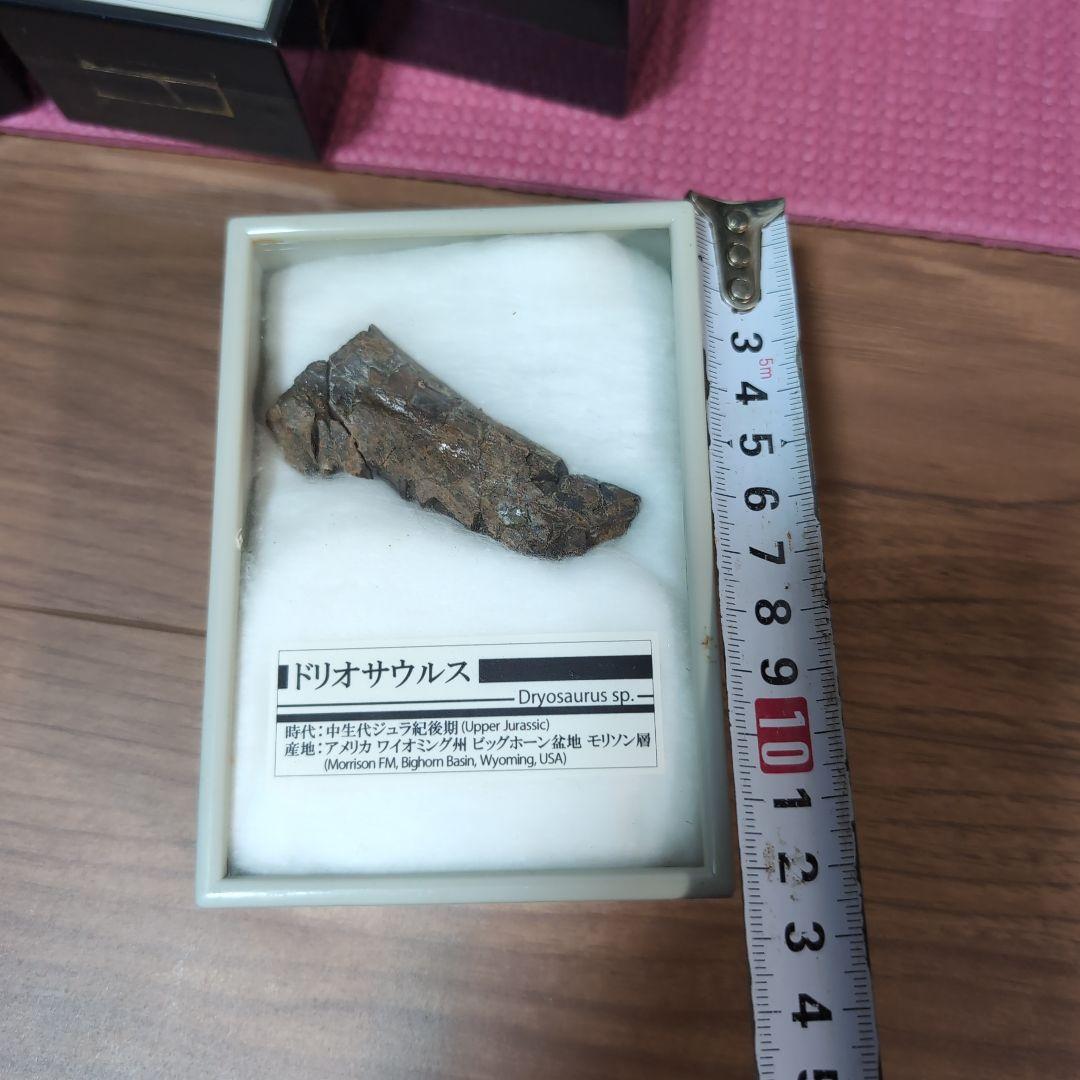 本物　恐竜　ドリオサウルスの肋骨化石　ワイオミング　ラベルケース付き