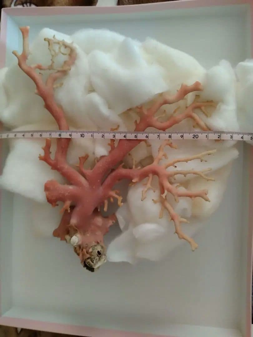 サンゴ原木 約22cm