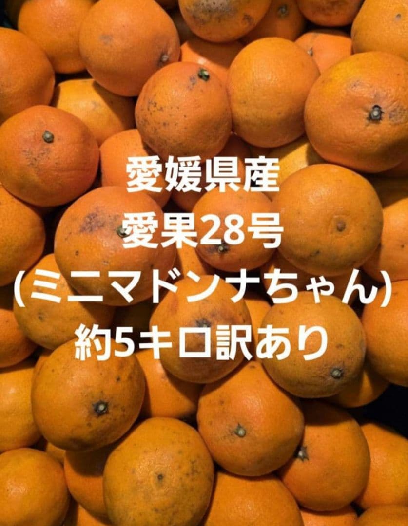 愛媛県産愛果28号(ミニマドンナちゃん)