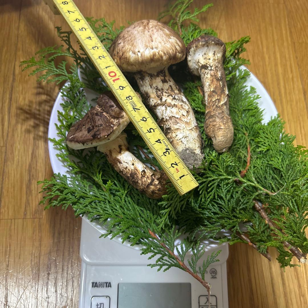 岩手県産松茸134ｇ！！