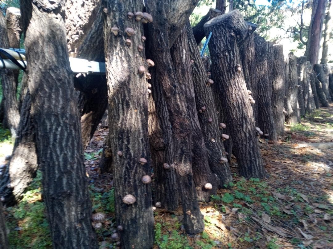 ☆TOMTOM☆さまご予約専用 大分県特産 生どんこ椎茸「秋子」ダブル