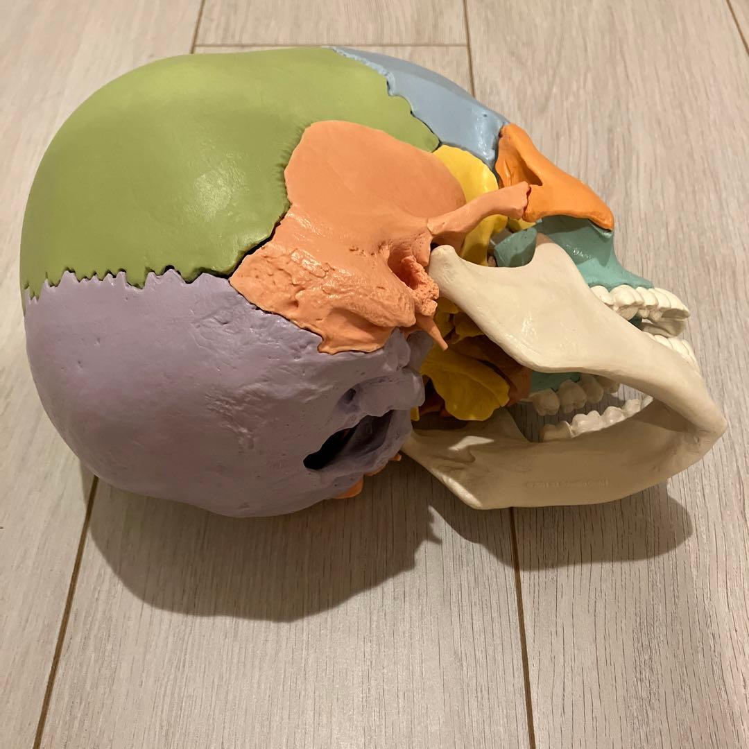 3B 頭蓋骨模型　 22分解可能 カラー　パンフレット付き