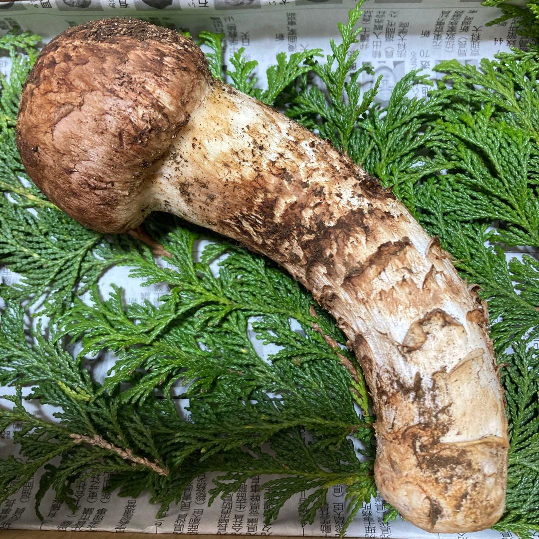 岩手県産　松茸　１本(130g)