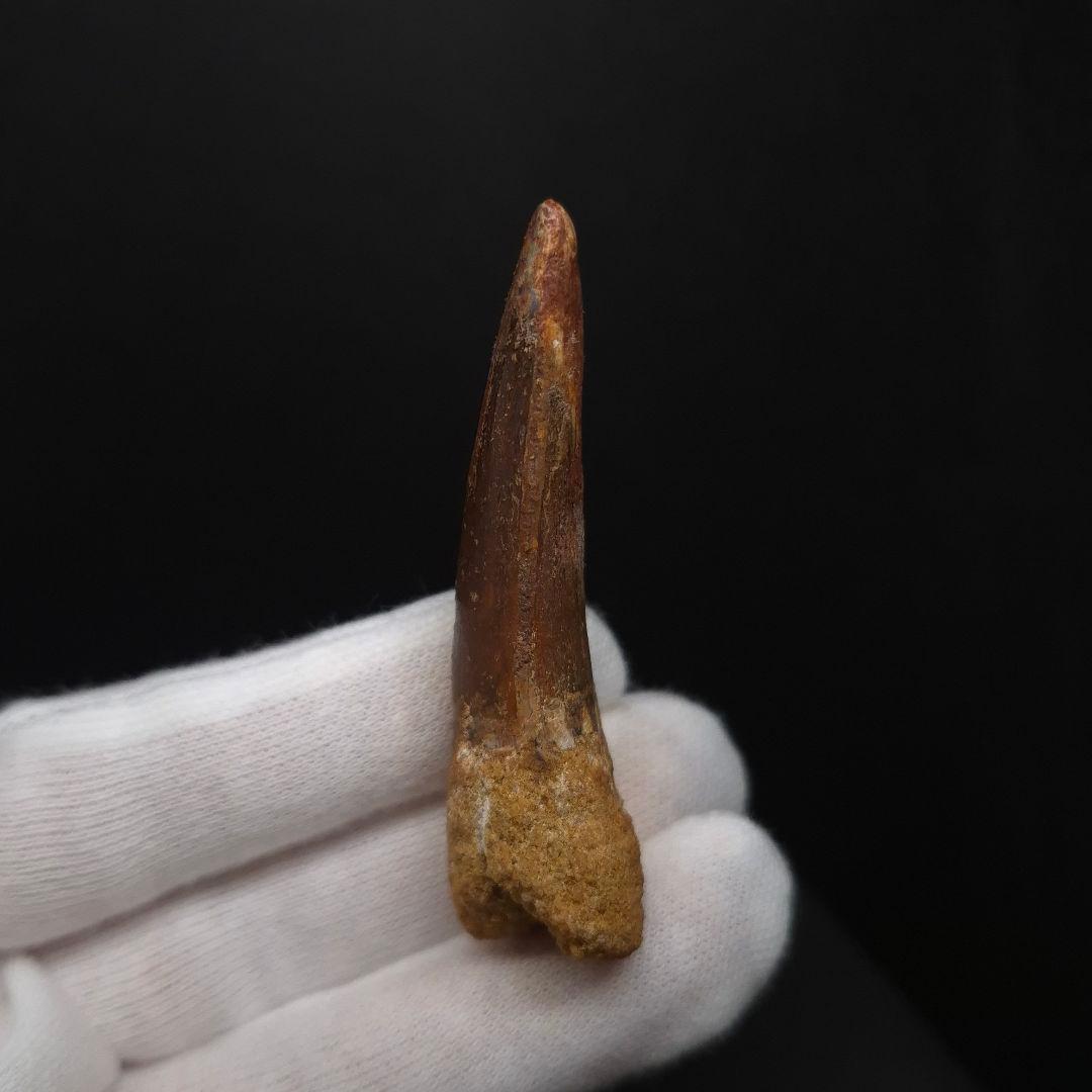 スピノサウルス 本物 モロッコ産 64.02mm fsp4