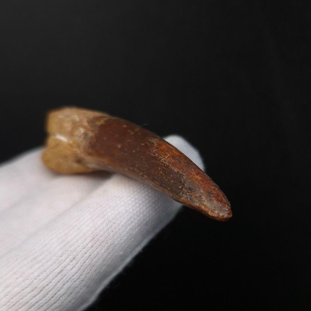 スピノサウルス 本物 モロッコ産 64.02mm fsp4