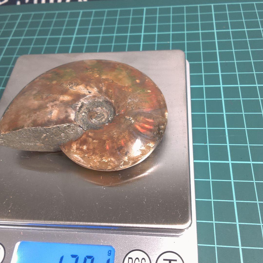 小物１ アンモナイトの化石