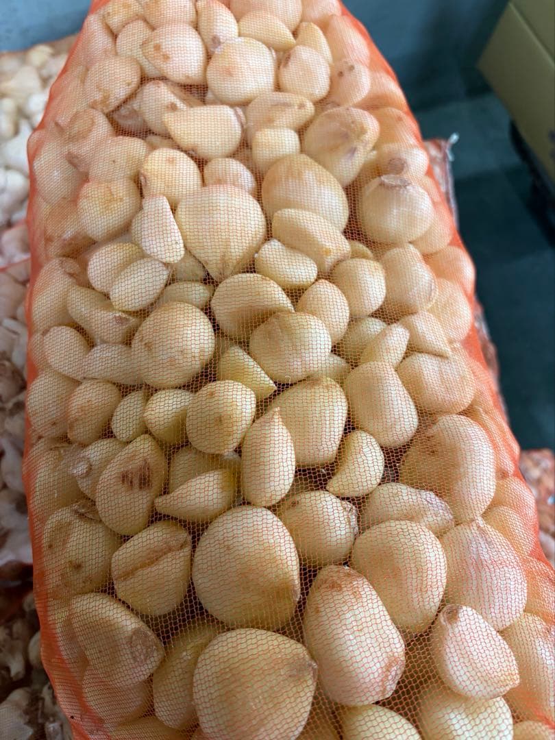 新物 青森県産 福地ホワイト六片 にんにく ムキ １０ｋｇ　大