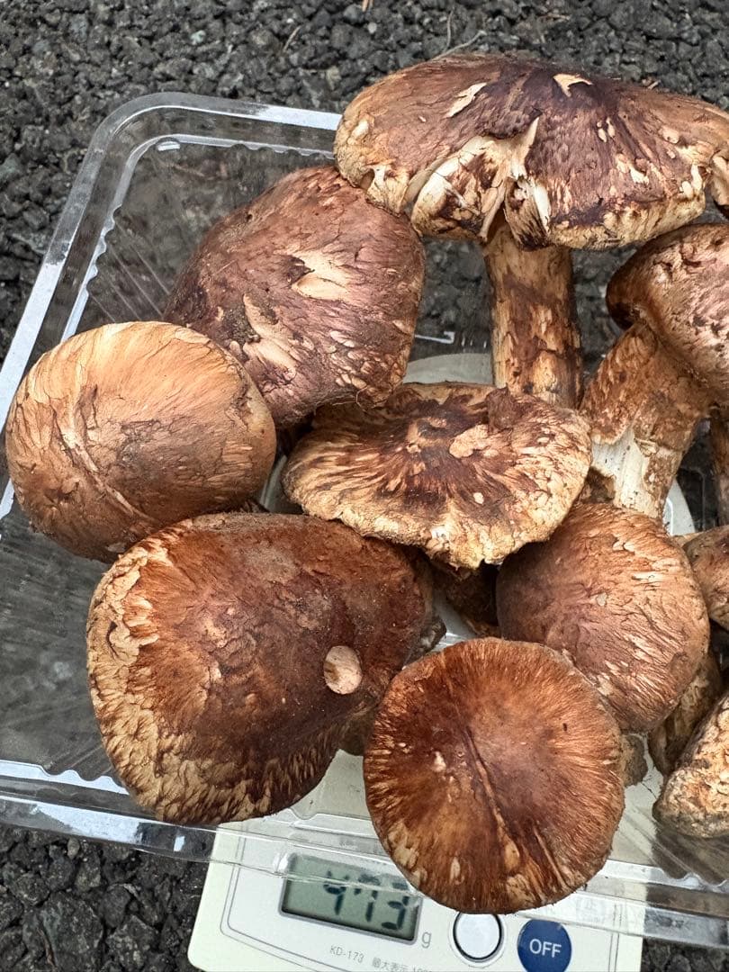 【お値打ち限定1点】岩手雫石町産 天然 開き、蕾の松茸 13本 473g