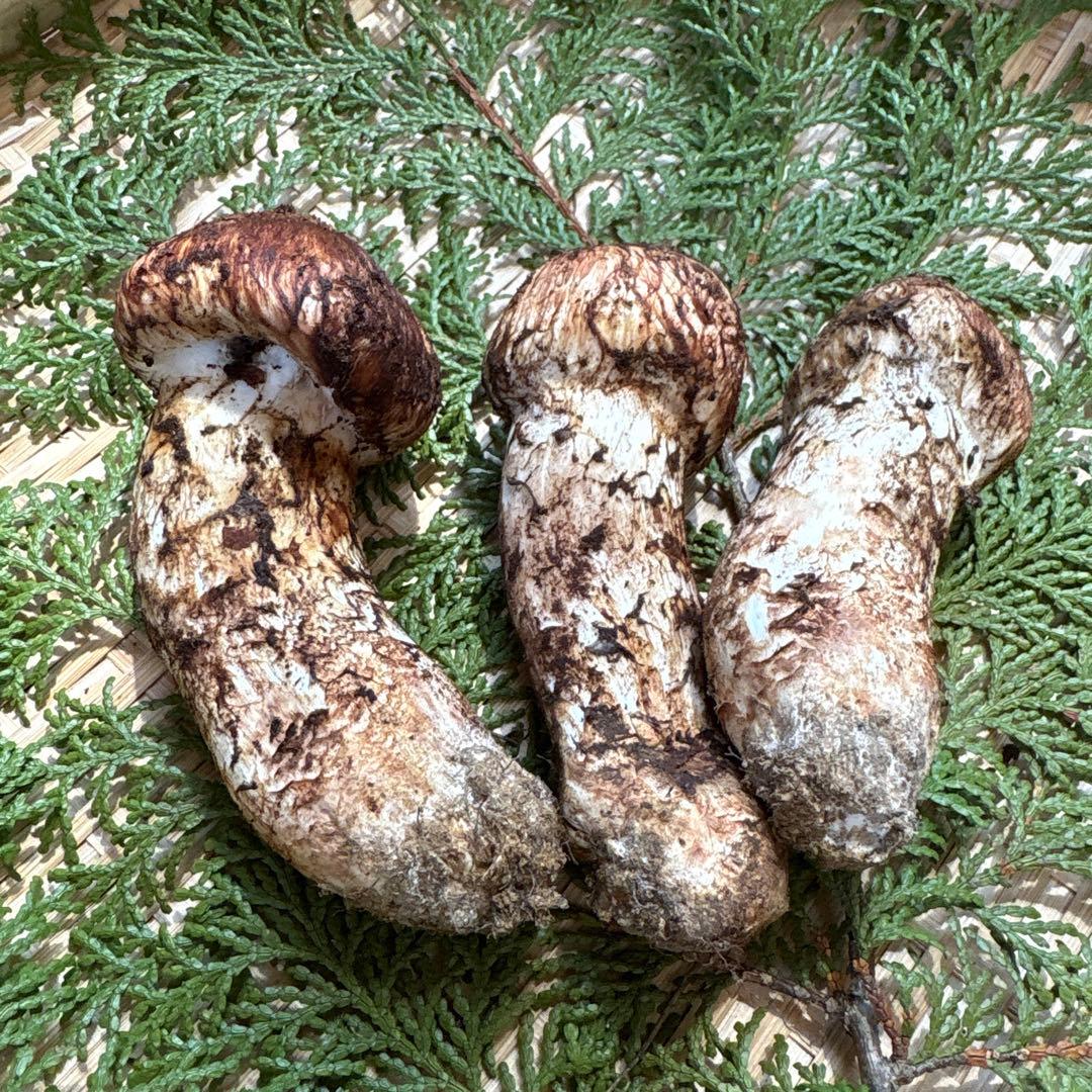 長野県南信州産‼️松茸 大小　3本セット 200g 10/28朝採れ