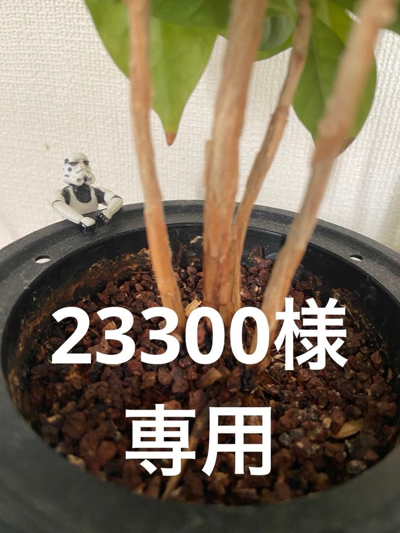 アパレル含む雑貨