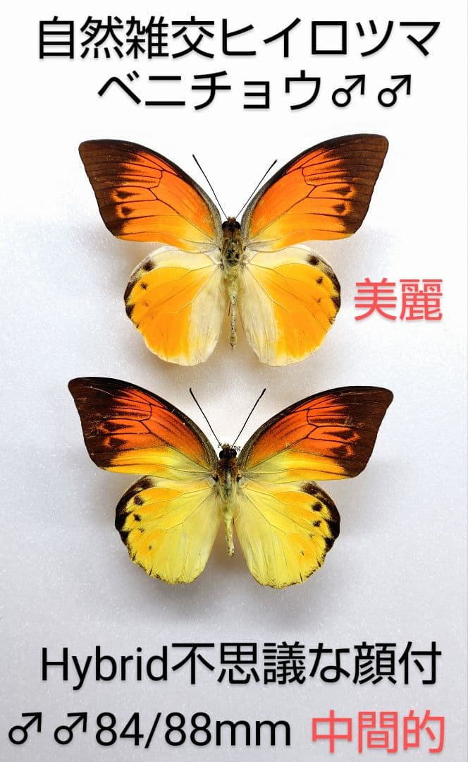 年末価格‼️☆自然雑交ヒイロツマベニチョウ♂♂標本★ペレン島産★採集標本