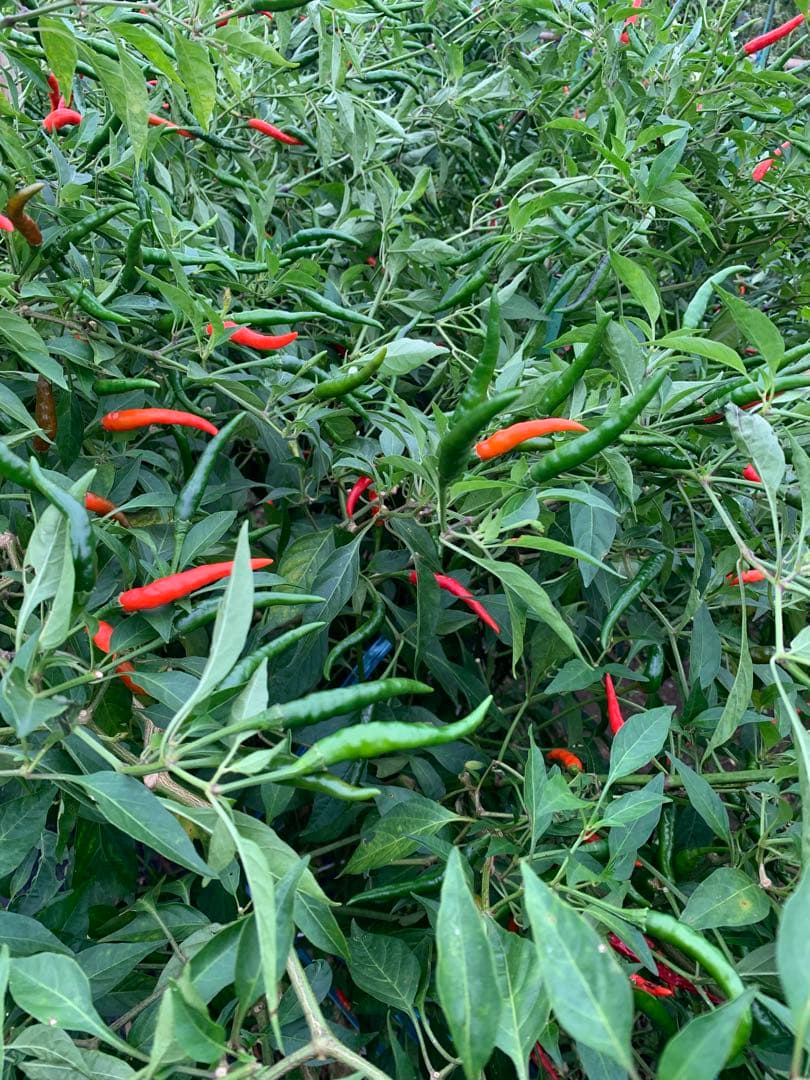 自宅栽培　激辛　タイ唐辛子　10kg