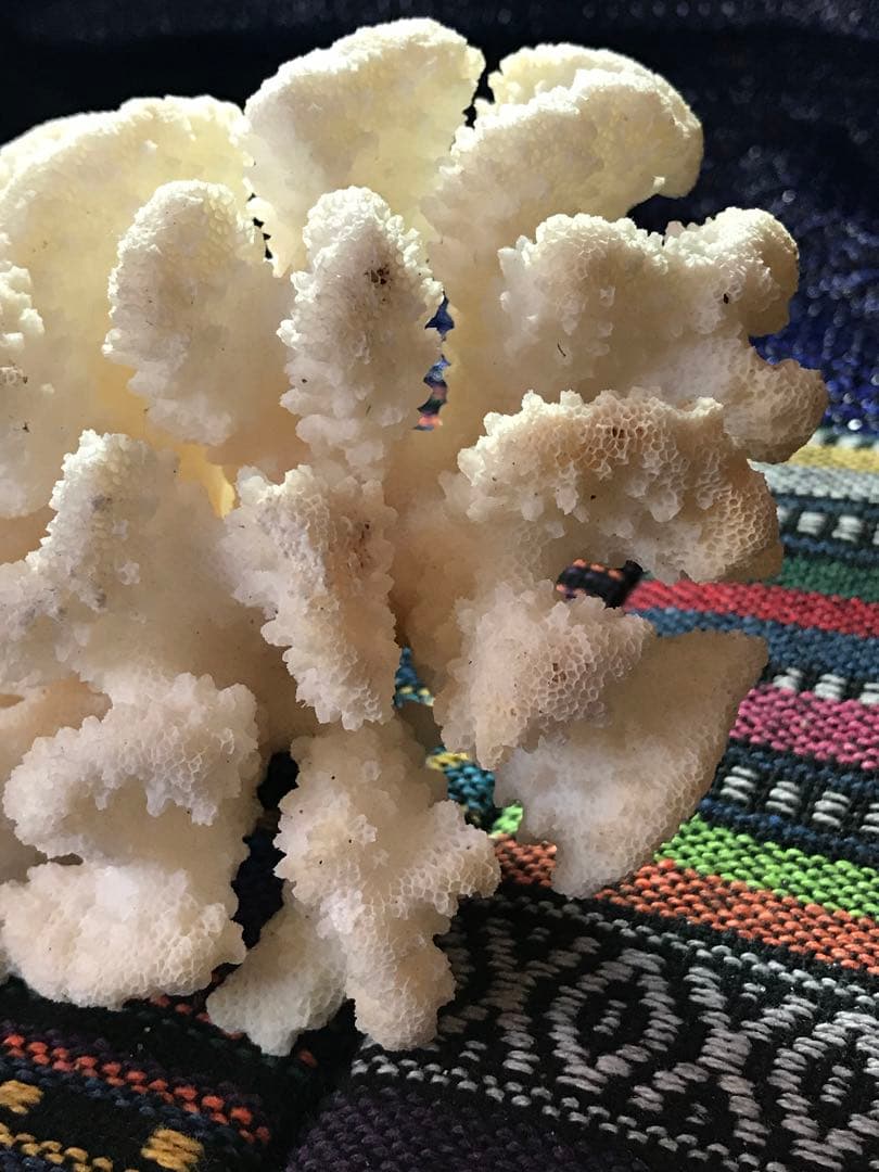 ◉台湾産【白珊瑚/ホワイトコーラル】原木[8G20