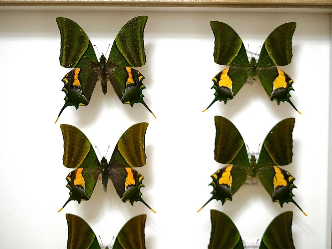 蝶標本 カギバ・テング・シロンカギバアゲハ 産地別コレクション 大型ドイツ箱