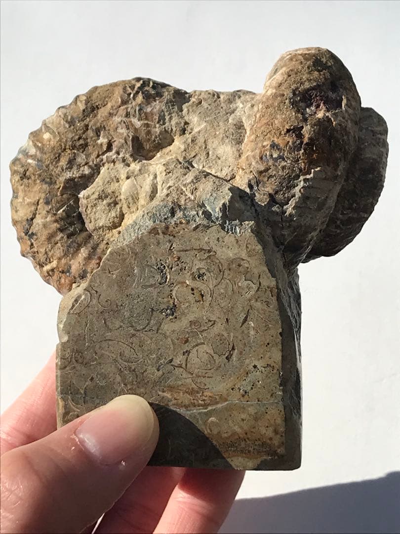 【限定出品】マダガスカル産　異常巻きアンモナイト化石（ノストセラス）　稀少