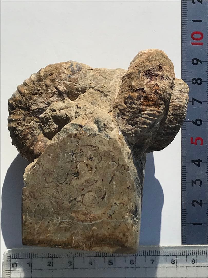 【限定出品】マダガスカル産　異常巻きアンモナイト化石（ノストセラス）　稀少