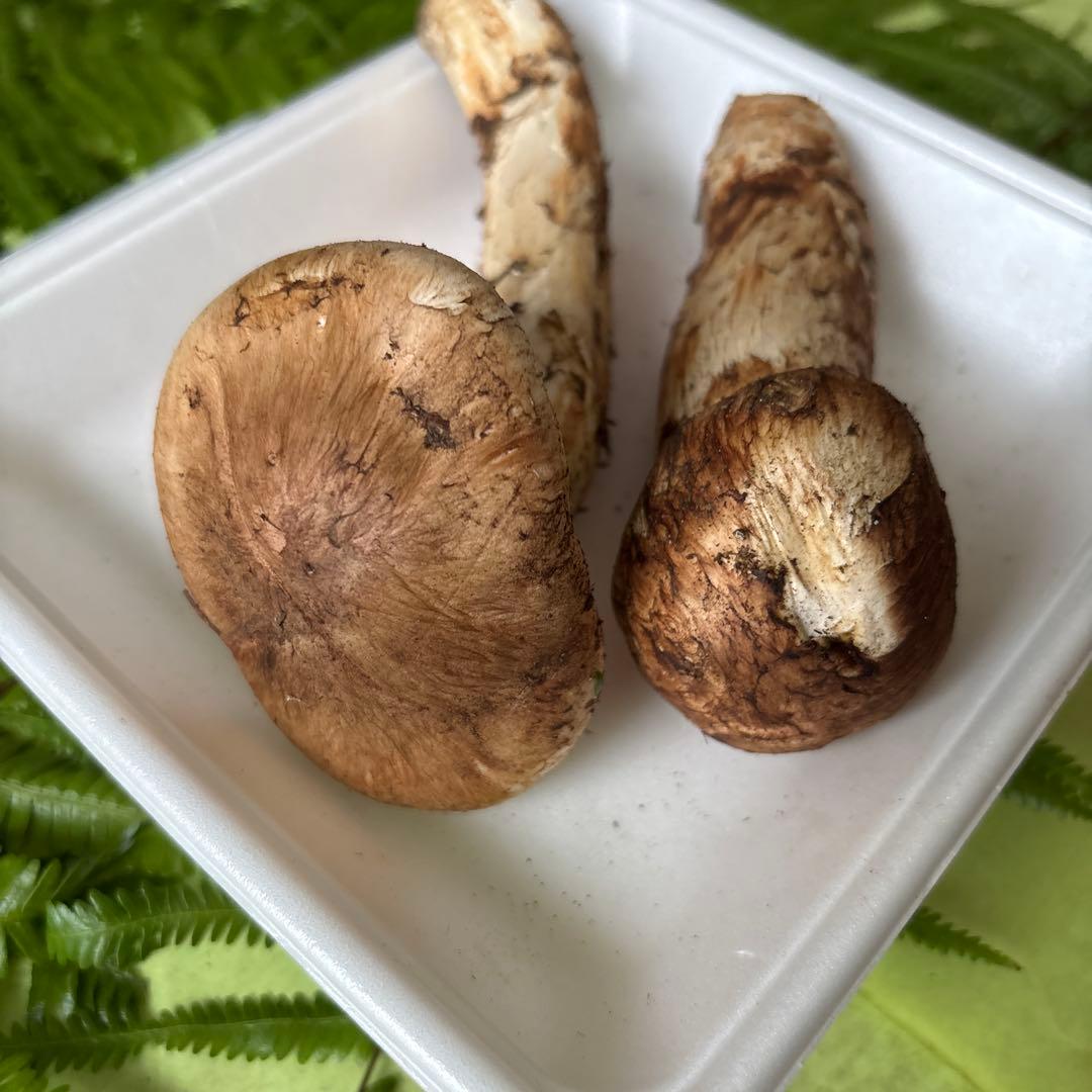 広島県産 松茸2本（170g）④