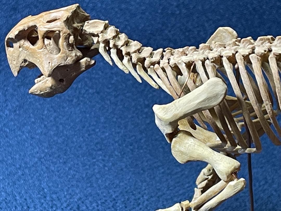 木彫　恐竜1/10　 プシッタコサウルス全身骨格模型　ツゲ製　２２㎝