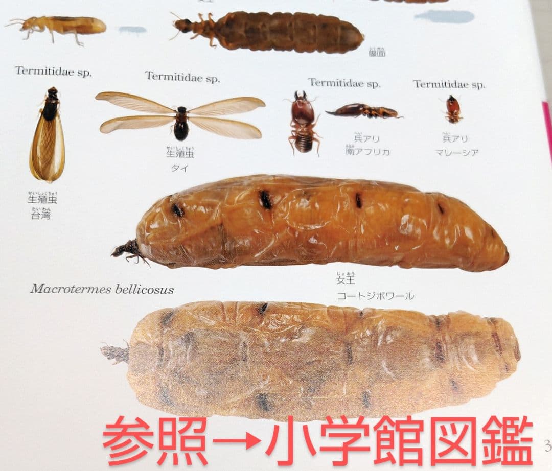 樹脂封入シロアリ女王卵巣標本 70mm★本当に珍しい標本★