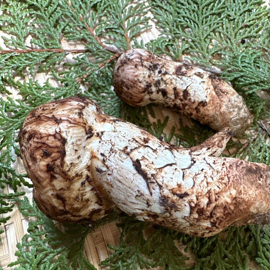 長野県南信州産‼️松茸 大小　2本セット 129g 10/28朝採れ