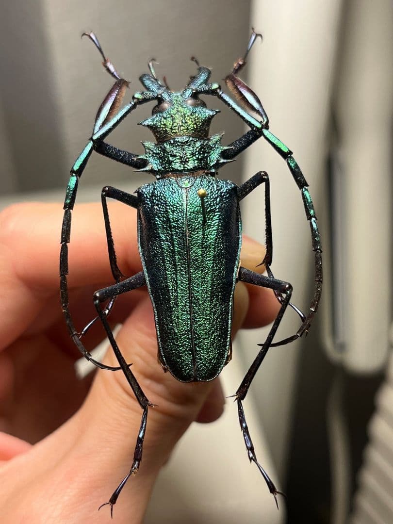 【極美青緑】ルリオニカミキリ ムラサキオニノコギリカミキリ　昆虫標本