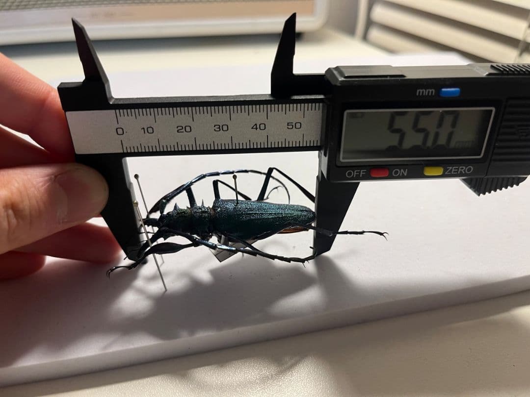 【極美青緑】ルリオニカミキリ ムラサキオニノコギリカミキリ　昆虫標本