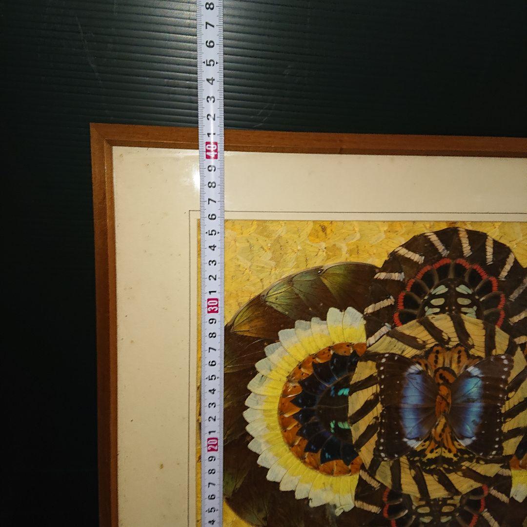 蝶画、貼絵、額入、レトロ標本