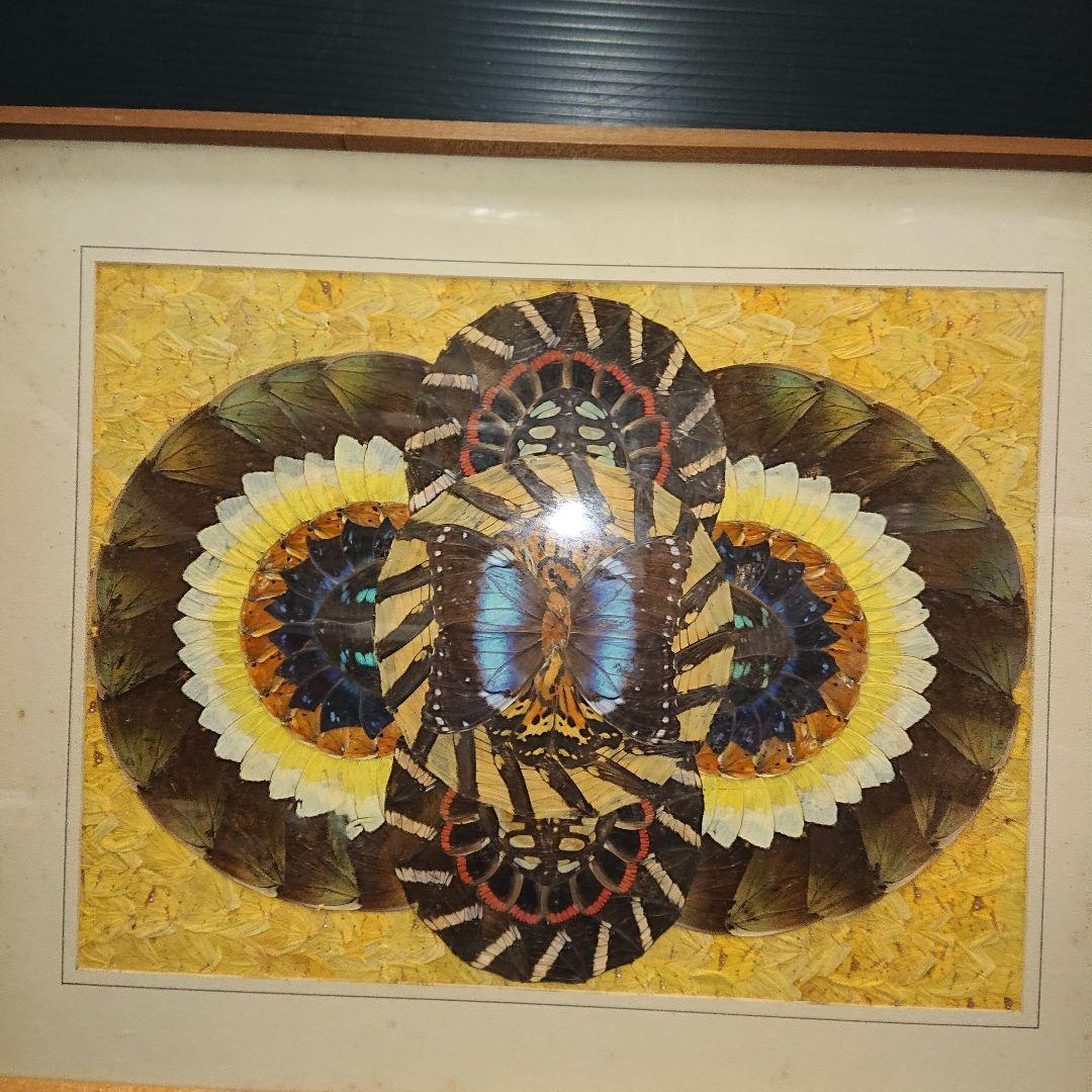 蝶画、貼絵、額入、レトロ標本