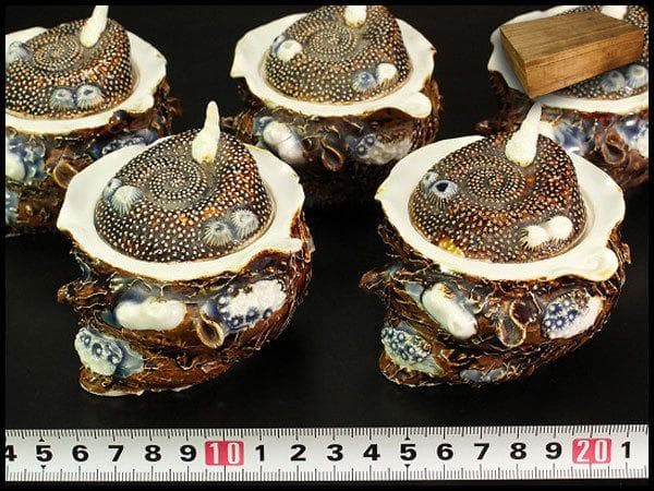 古平戸 名品 栄螺 蓋物 五件 京都料亭 蔵出